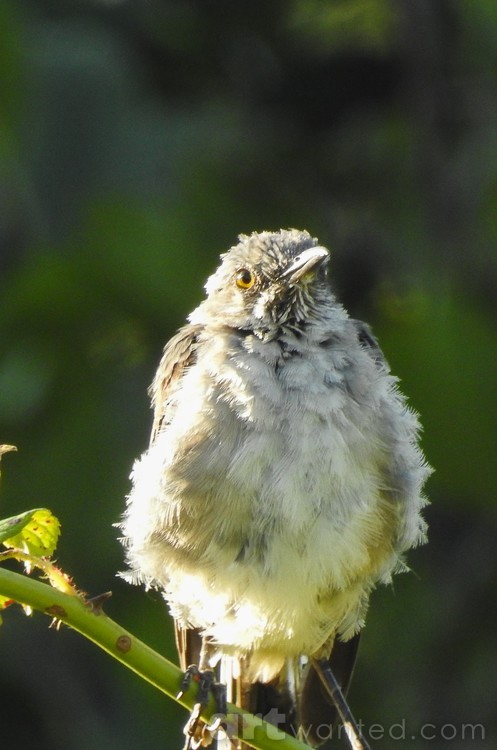 Bad Hair Day