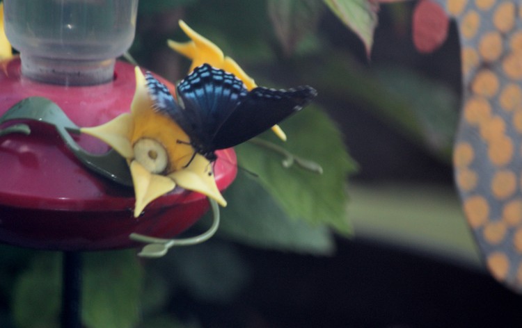 Butterfly At Feeder