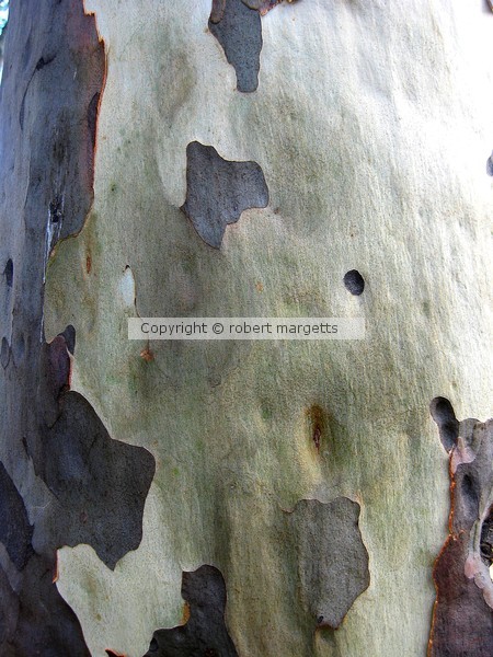 3 WILD TREE BARK