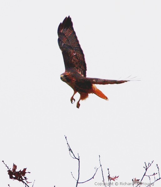 RED TAIL