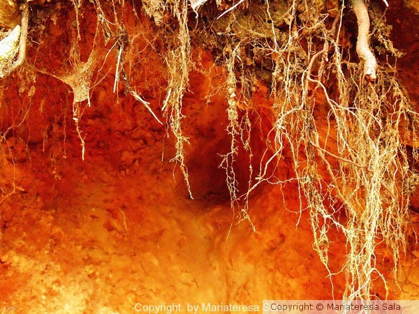Rock and roots
