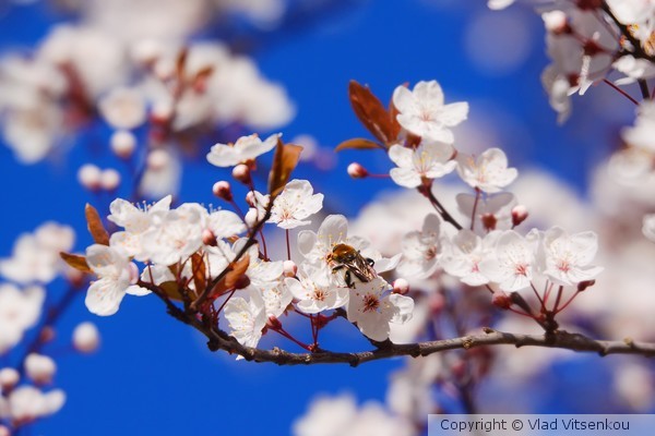 Blooming