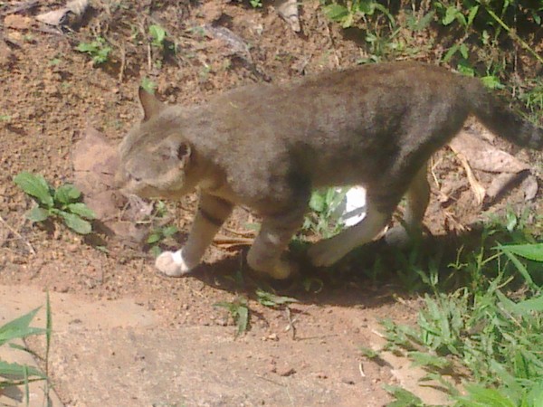 cat walk