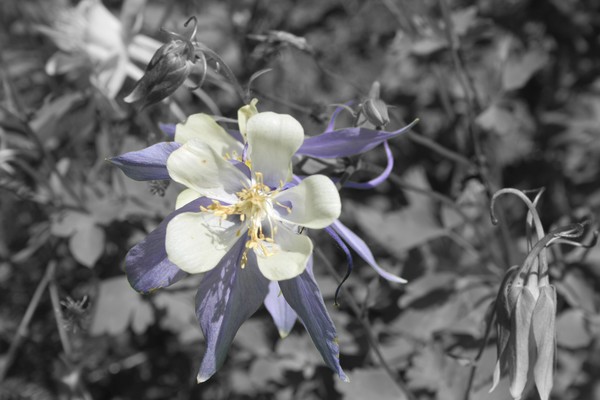 Giant Blue Columbine
