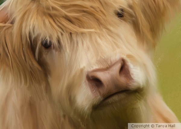 Oil and Chalk Painted Highland Cattle