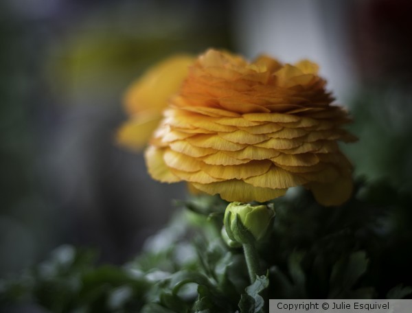 orangeflower1