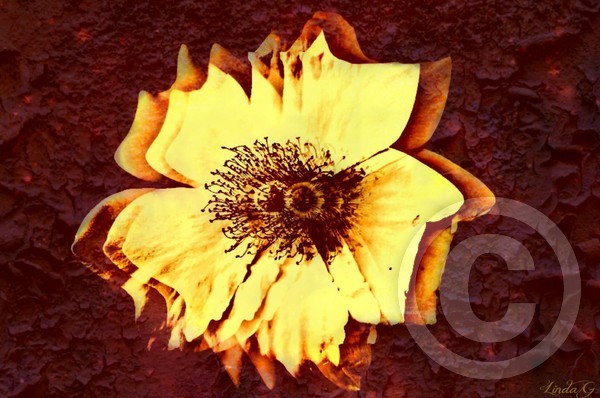 double up flower