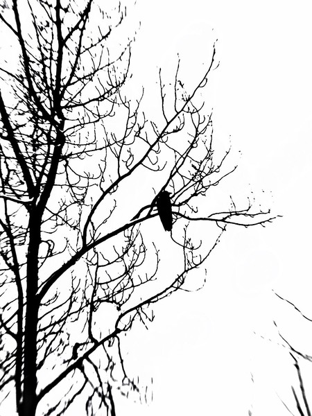 Raven and black tree in black and white