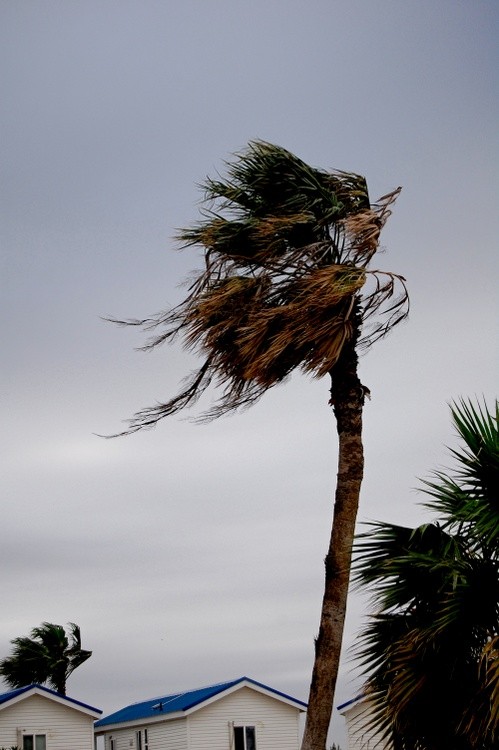 Palm House Gust (1)