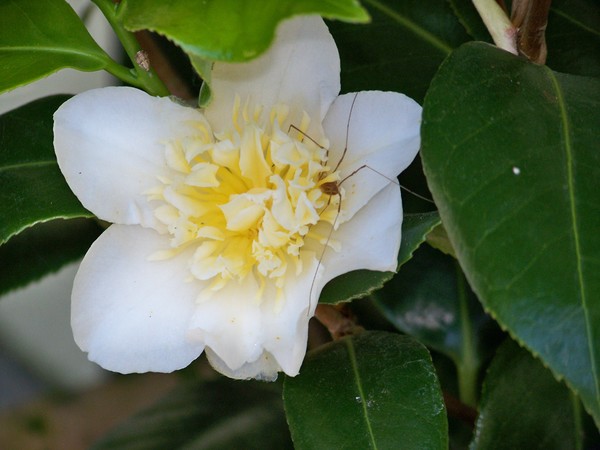 WHITE CAMELLIA and spider