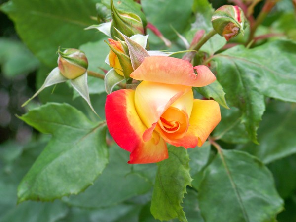 TWO TONE ROSE