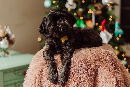 puppies (52)