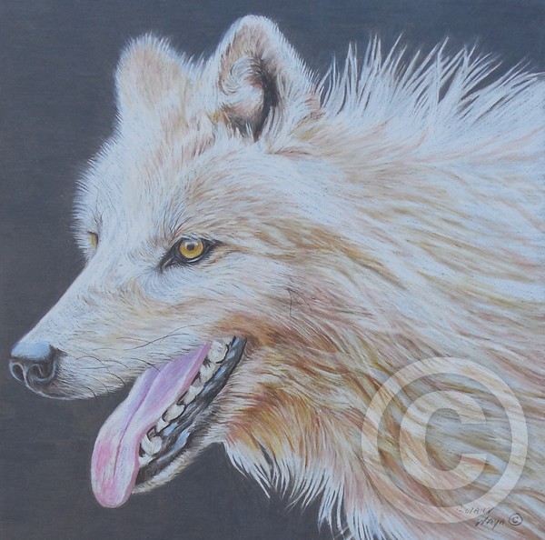 White Wolf Colored Pencil Sketch