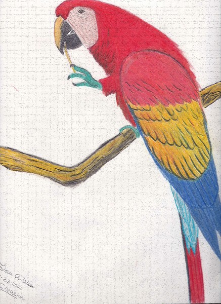Bird