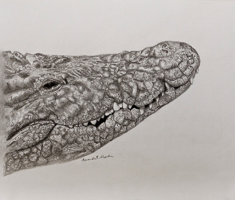 Crocodile Exercise 0226 copy