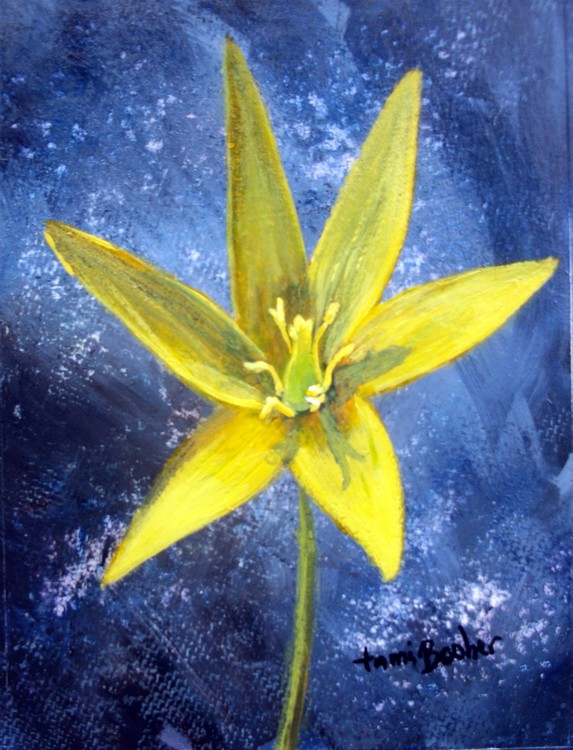 Trout Lily
