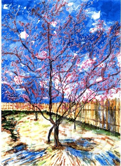 Peach Trees