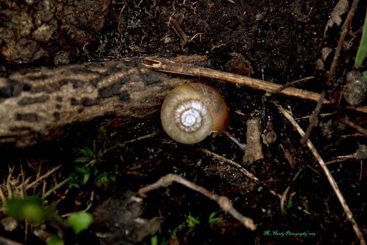 Mushroom Walk