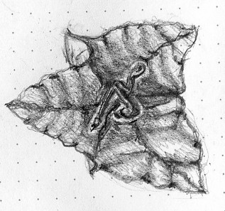 Bougainvillea Drawing