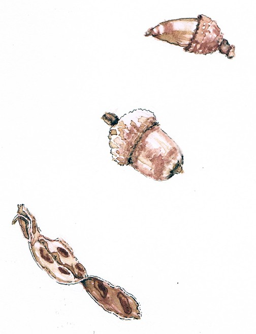 Seeds Drawing