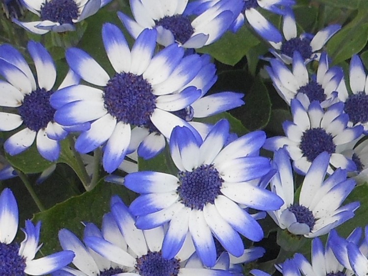 For Marie 3