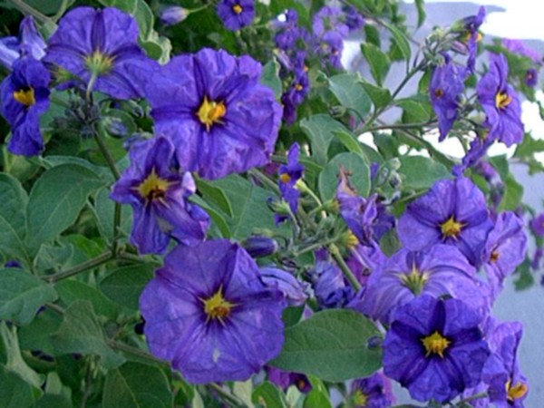 Blue Vine