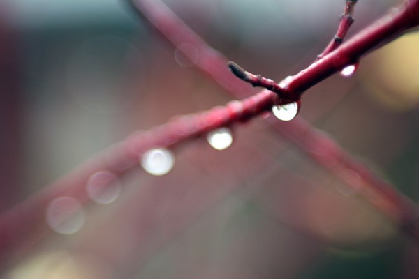 Winter branch