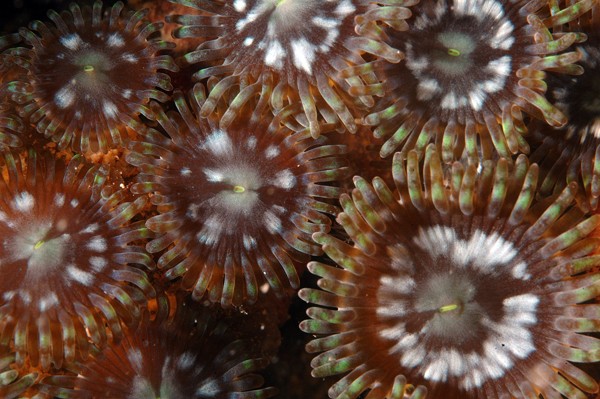 Social Anemone