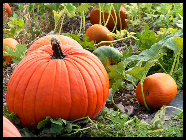 The Great Pumpkin