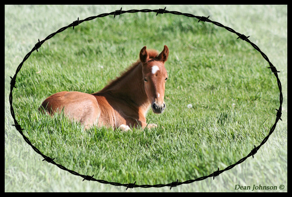 Green Green Grass of Home