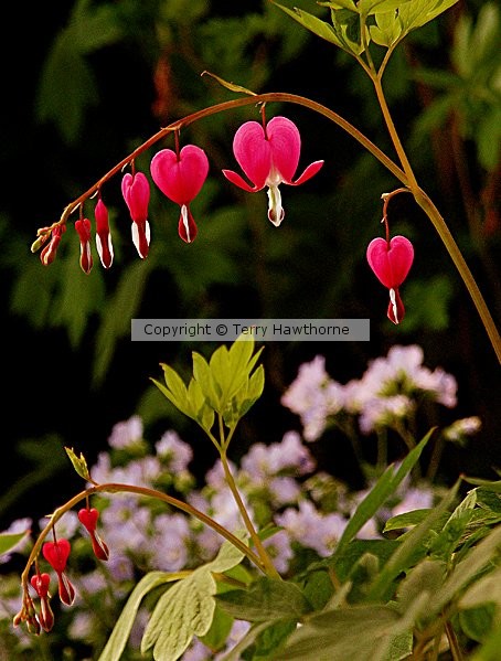 Bleeding Hearts 2