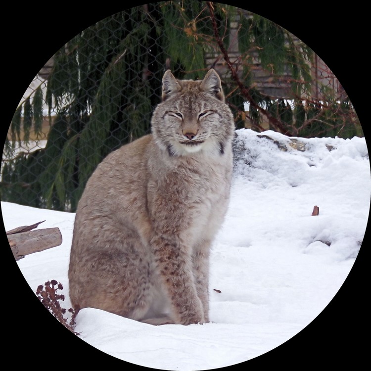 Eurasian Lynx