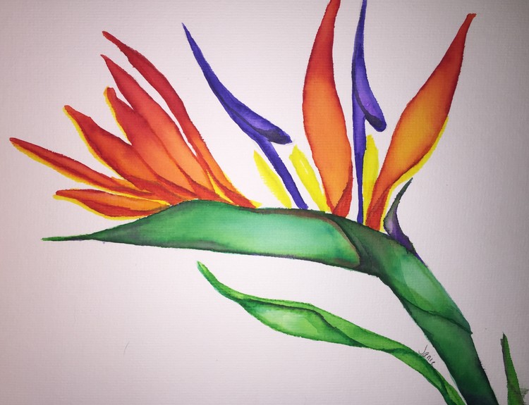 Bird of Paradise 