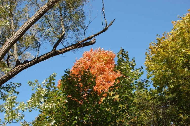 Leaves