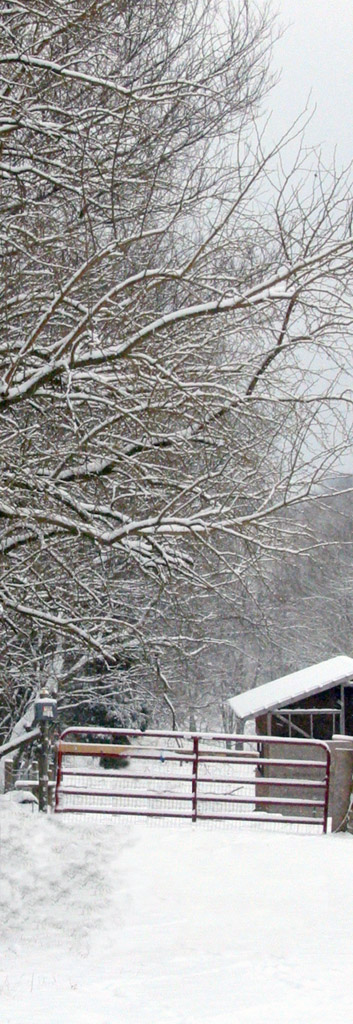 Snowy Tree's