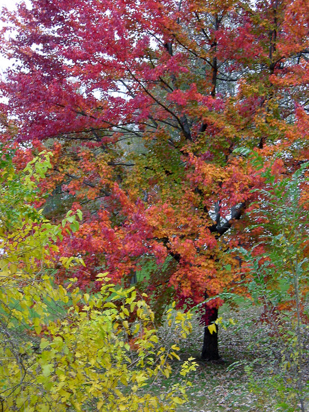 Natures Colors