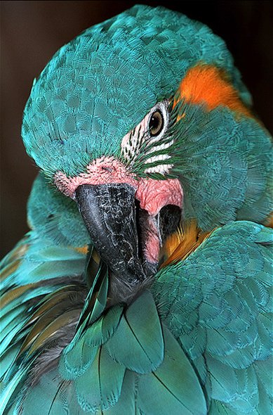 Blue Throated Macaw