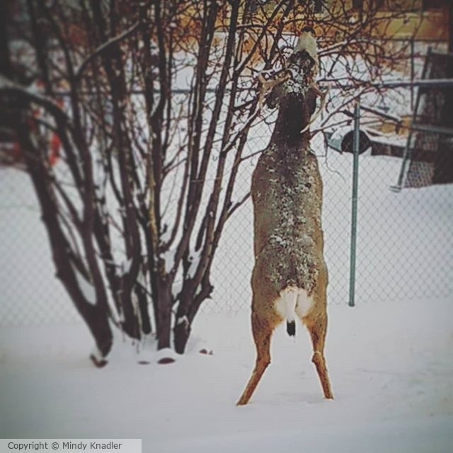 deer eating