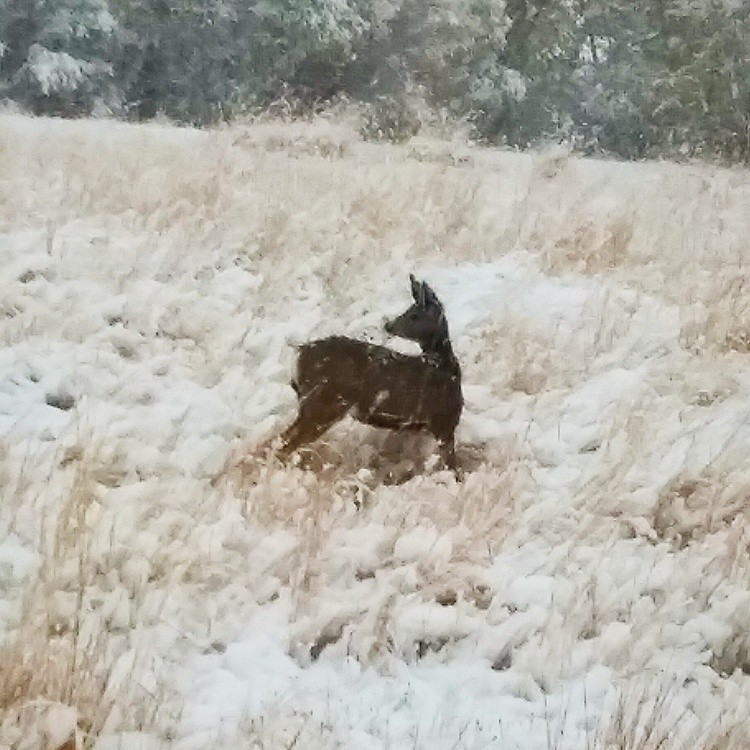 Oh deer its snowing