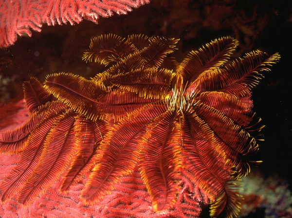 Feather Star