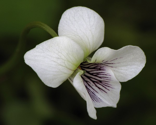 Early Spring Beauty