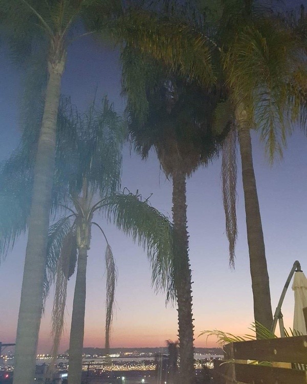 Sunset Palms 