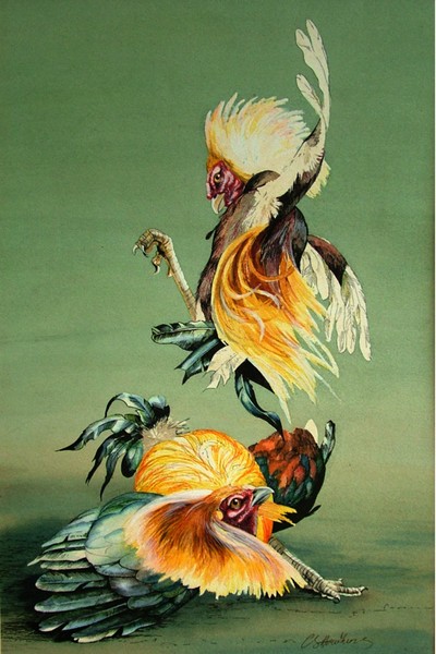 fighting birds