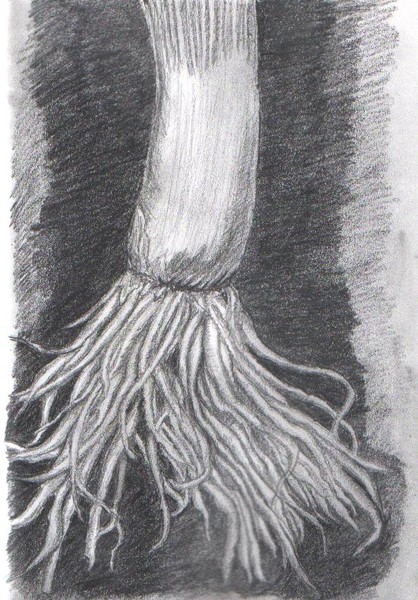 Sping onion