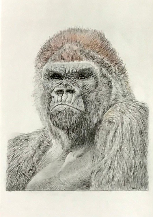 Alpha Male