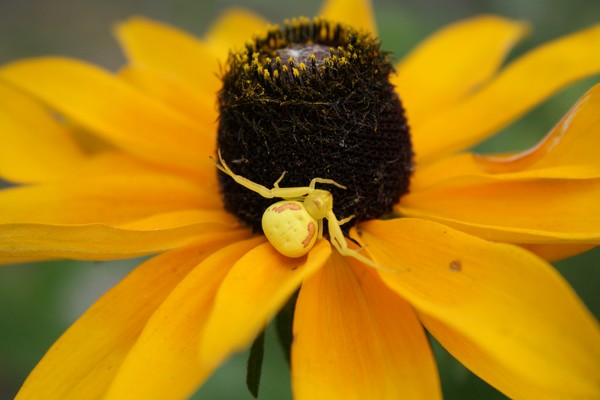 Crab Spider