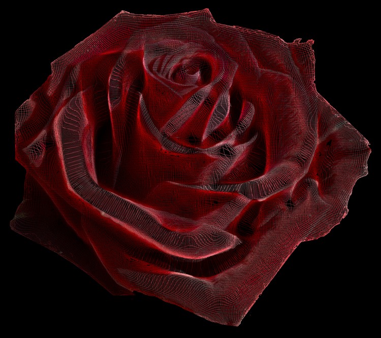 Rose Curve Plot