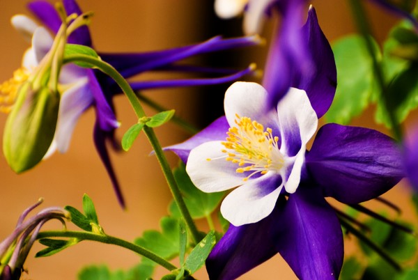Columbine