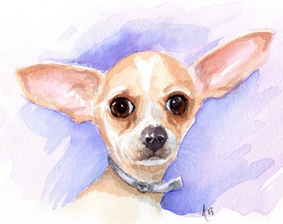 chihuahua