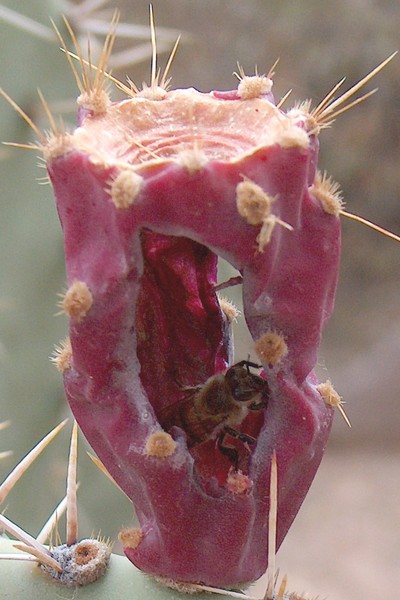 Cactus Berry with Bee
